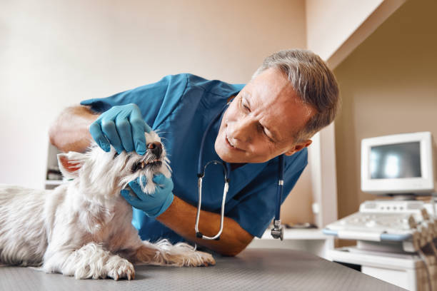 Best Emergency Broken Tooth Repair in North Lauderdale, FL